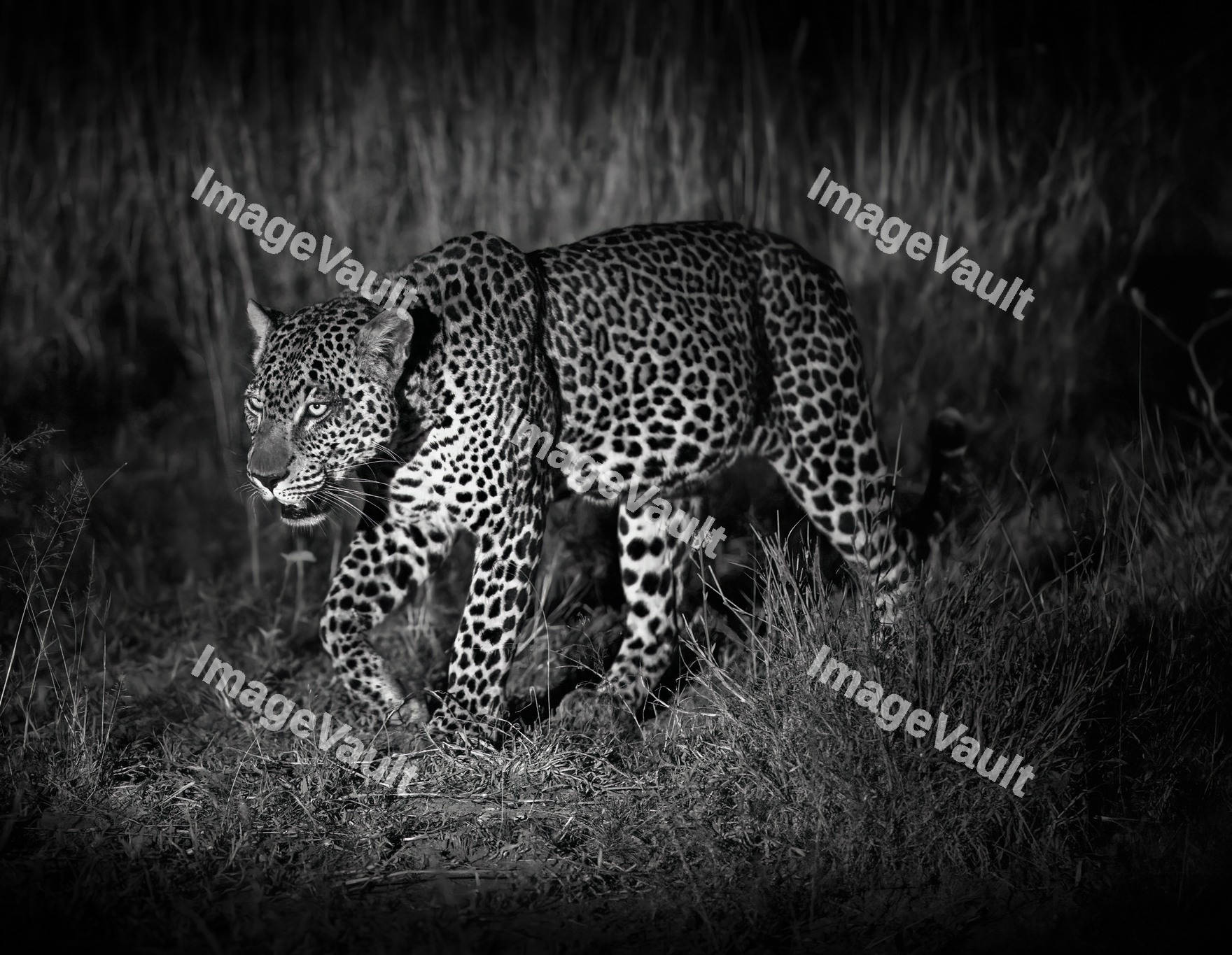Sri Lankan leopard walking in the dark